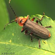 Attēlu rezultāti vaicājumam “Cantharis rustica”