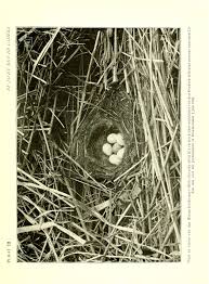 Attēlu rezultāti vaicājumam “Motacilla alba nest”