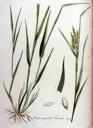 Attēlu rezultāti vaicājumam “Leersia oryzoides”