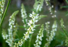 Attēlu rezultāti vaicājumam “Melilotus albus leaf”