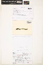 Attēlu rezultāti vaicājumam “Calliergon megalophyllum”