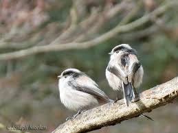 Attēlu rezultāti vaicājumam “Aegithalos caudatus adult”