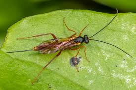 Attēlu rezultāti vaicājumam “Ichneumonidae”