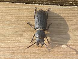 Attēlu rezultāti vaicājumam “Spondylis buprestoides”