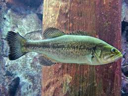 Image result for Micropterus salmoides