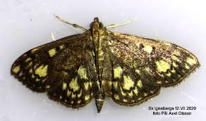 Attēlu rezultāti vaicājumam “Anania stachydalis”