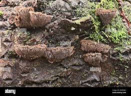 Attēlu rezultāti vaicājumam “Gloiodon strigosus”