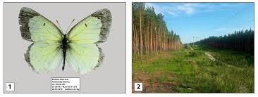 Attēlu rezultāti vaicājumam “Colias palaeno upperside”