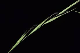 Attēlu rezultāti vaicājumam “Brachypodium sylvaticum fruit”