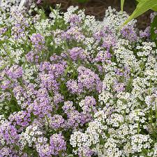 Image result for Alyssum diffusum