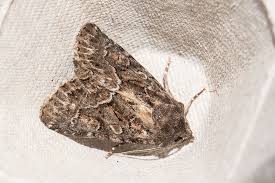 Attēlu rezultāti vaicājumam “Thalpophila matura”