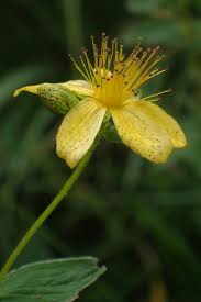 Attēlu rezultāti vaicājumam “Hypericum maculatum”