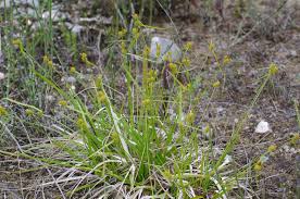 Attēlu rezultāti vaicājumam “Carex appropinquata leaf”