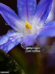 Attēlu rezultāti vaicājumam “Scilla siberica leaf”