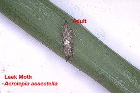 Attēlu rezultāti vaicājumam “Acrolepiopsis assectella”