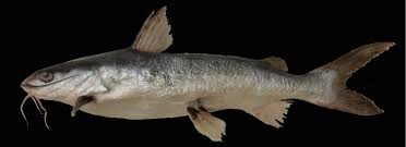 Image result for Ariopsis felis