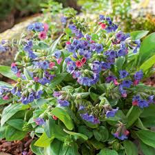 Image result for Lungenkraut