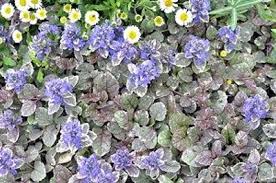 Attēlu rezultāti vaicājumam “Ajuga reptans bud”