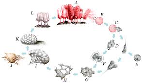 Attēlu rezultāti vaicājumam “Didymium nigripes spores”