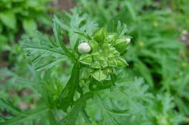 Attēlu rezultāti vaicājumam “Malva moschata bud”
