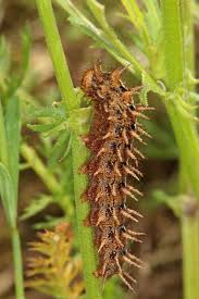 Attēlu rezultāti vaicājumam “Argynnis adippe male”