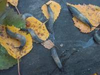 Attēlu rezultāti vaicājumam “Krynickillus melanocephalus”