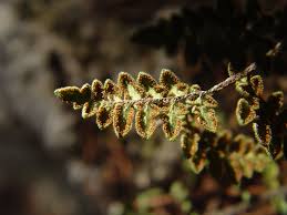 Attēlu rezultāti vaicājumam “Licea chelonoides spores”