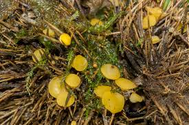 Attēlu rezultāti vaicājumam “Hymenoscyphus sp.”