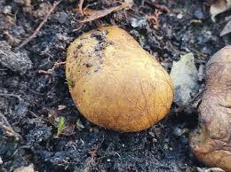 Attēlu rezultāti vaicājumam “Rhizopogon luteolus”