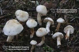 Attēlu rezultāti vaicājumam “Tricholoma album”