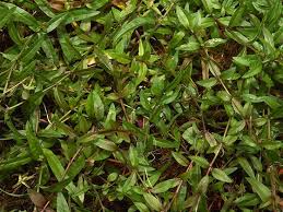 Attēlu rezultāti vaicājumam “Veronica scutellata”