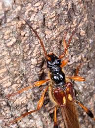 Attēlu rezultāti vaicājumam “Necydalis major”