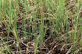 Attēlu rezultāti vaicājumam “Carex limosa fruit”