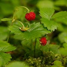 Attēlu rezultāti vaicājumam “Fragaria viridis fruit”