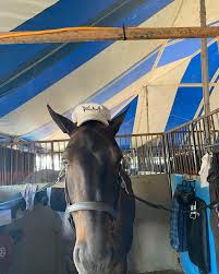Image result for Annandale Equestrian Centre