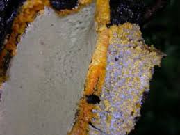 Attēlu rezultāti vaicājumam “Biscogniauxia marginata”