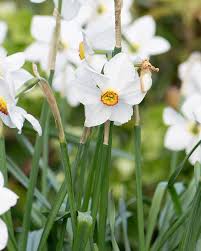 Attēlu rezultāti vaicājumam “Narcissus poeticus”