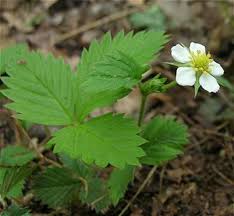 Attēlu rezultāti vaicājumam “Fragaria vesca”