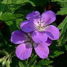 Attēlu rezultāti vaicājumam “Geranium sylvaticum”