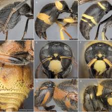 Attēlu rezultāti vaicājumam “Ancistrocerus sp. male”