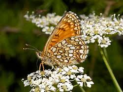 Attēlu rezultāti vaicājumam “Melitaea diamina underside”