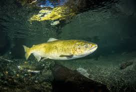 Image result for Oncorhynchus tshawytscha