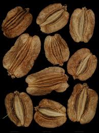 Attēlu rezultāti vaicājumam “Angelica palustris”