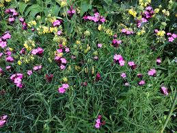 Image result for Dianthus carthusianorum