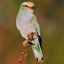 Attēlu rezultāti vaicājumam “Coracias garrulus adult”