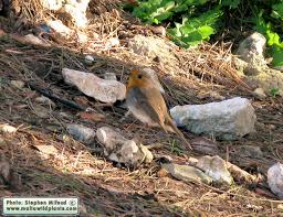 Attēlu rezultāti vaicājumam “Erithacus rubecula nest”