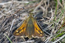 Attēlu rezultāti vaicājumam “Hesperia comma”