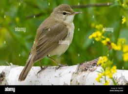 Attēlu rezultāti vaicājumam “Acrocephalus dumetorum”