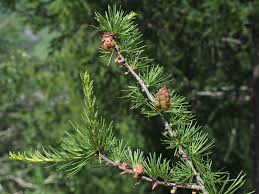 Attēlu rezultāti vaicājumam “Larix sibirica”