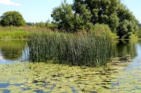Attēlu rezultāti vaicājumam “Schoenoplectus lacustris subsp. lacustris”